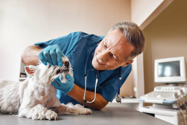Best Emergency Care for Gum Disease in Savoy, IL